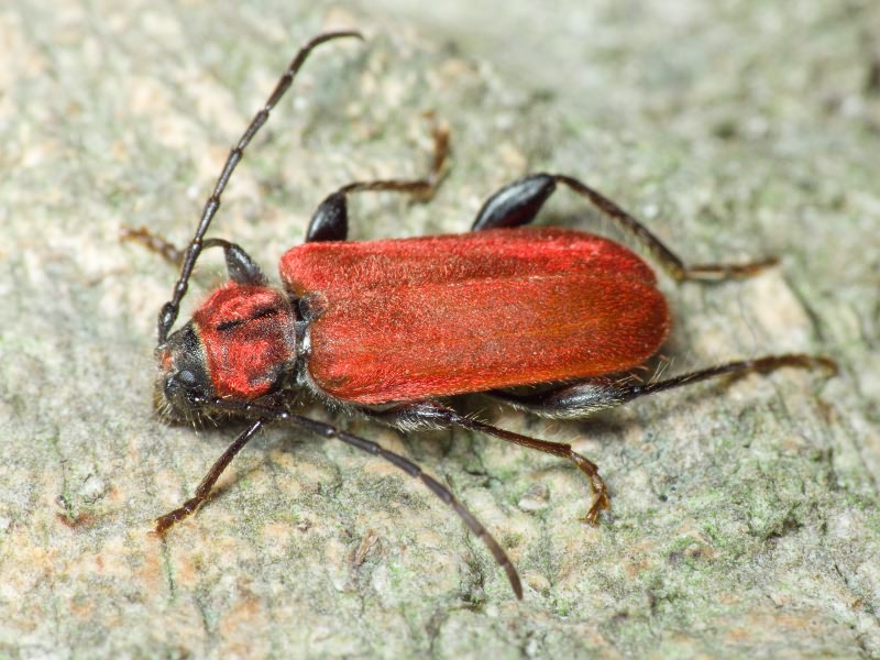Pyrrhidium sanguineum (Linnaeus, 1758)